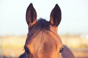 feliz cavalo ouvidos. equestre tema. foto