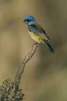 azul e amarelo tanager, fêmea, la pampa província, Patagônia, Argentina. foto