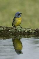 azul e amarelo tanager, fêmea, la pampa província, Patagônia, Argentina. foto
