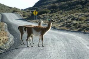 guanacos pastoreio, torres del paine nacional parque, Patagônia, Chile. foto