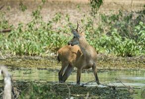 pântano cervo, pantanal Brasil foto
