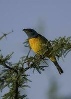 azul e amarelo tanager, fêmea, la pampa província, Patagônia, Argentina. foto