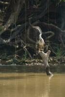 anhinga em a bancos do a rio cuiabá, mato grosso, pantanal, Brasil foto