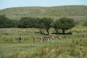 guanacos dentro pampas Relva ambiente, la pampa, Patagônia, Argentina. foto