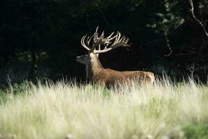 vermelho cervo, masculino rugindo dentro la pampa, Argentina, parque luro, natureza reserva foto