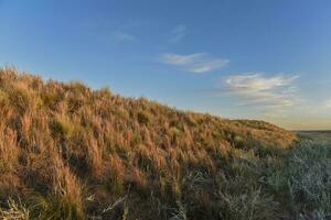 pampas Relva paisagem, la pampa província, Patagônia, Argentina. foto