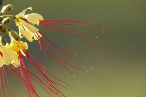 selvagem flor dentro Patagônia, caesalpinia gilliesii, la pampa, Argentina. foto