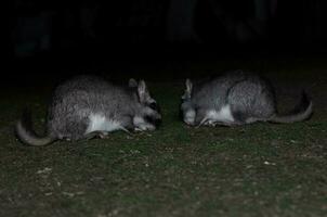 vizcacha , lagostomus máximo, el palmar nacional parque , entre rios província, Argentina foto