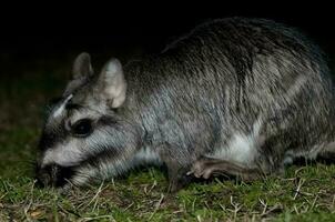 vizcacha , lagostomus máximo, el palmar nacional parque , entre rios província, Argentina foto