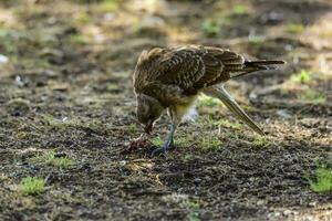 caracara chimango retrato , la pampa província, patagônia , Argentina foto