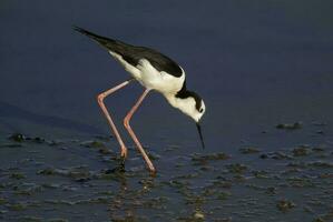 sulista palafita, himantopus melanuro dentro voo, la pampa província, Patagônia, Argentina foto