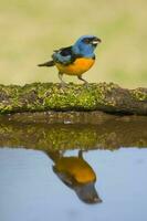 azul e amarelo tanager, fêmea, la pampa província, Patagônia, Argentina. foto