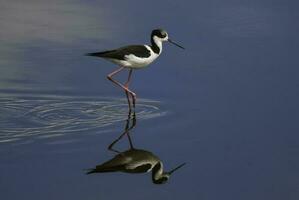 sulista palafita, himantopus melanuro dentro voo, la pampa província, Patagônia, Argentina foto