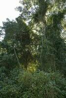 selva, perto santa lucia estuário, sul África foto