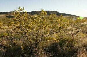 creosote arbusto, lihue calel nacional parque, la pampa, Argentina foto
