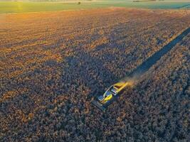 sorgo colheita, dentro la pampa, Argentina foto