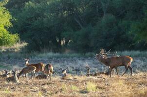 vermelho cervo, masculino rugindo dentro la pampa, Argentina, parque luro, natureza reserva foto