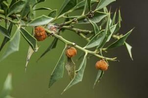 jodina rhombifolia , folhas e frutas, caldeirão floresta, la pampa Argentina foto