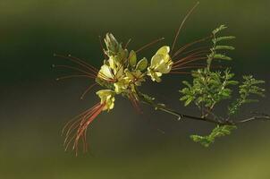 selvagem flor dentro Patagônia, caesalpinia gilliesii, la pampa, Argentina. foto