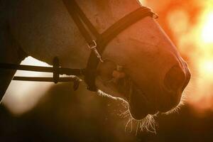 cavalo cabeça às a pôr do sol. equestre tema. foto