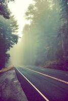 misterioso nebuloso estrada. nacional pau-brasil floresta. Califórnia. foto