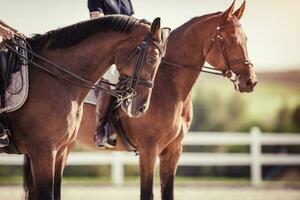 dois cavalo cavaleiros depois de treinamento. equestre pulando concorrência. foto