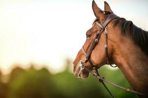 lado Visão do uma cavalo cabeça com refrear e cavalo pedaço. equestre tema. foto