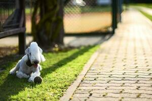 cachorro bedlington terrier foto