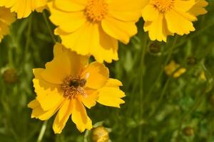 abelhas reunir querida entre amarelo flores dentro solstício de verão foto