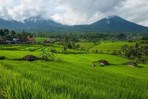 os terraços de arroz tegallalang em bali, na indonésia foto