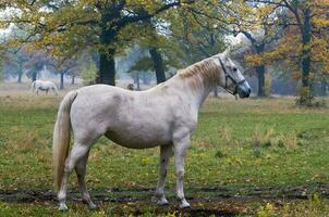 branco cavalos dentro uma Prado foto
