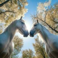 dois cavalos brancos foto