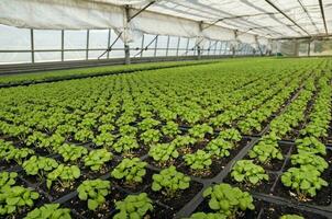 manjericão plantas dentro uma estufa foto