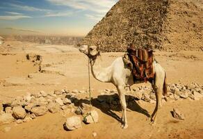 camelo perto ruínas foto