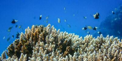 corais e muitos do pequeno Preto branco peixes dentro azul água a partir de Egito panorama Visão foto