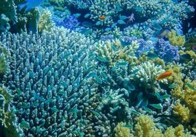 azul corais e azul peixes às a recife dentro a vermelho mar detalhe foto