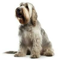 grande basset griffon vendedor procriar cachorro isolado em uma branco fundo foto