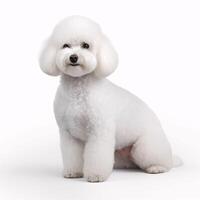 ai generativo bichon frise procriar cachorro isolado em uma Claro branco fundo foto
