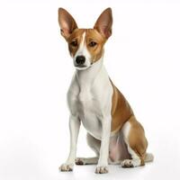 basenji procriar cachorro isolado em uma Claro branco fundo foto