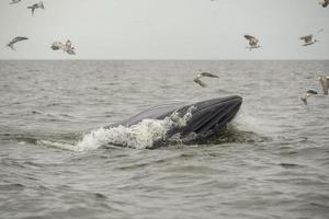 baleia de bryde, baleia de éden, comendo peixe no golfo da tailândia.