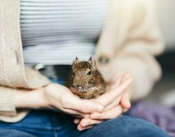 jovem menina jogando com pequeno animal degu esquilo. foto