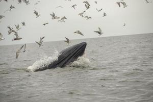 baleia de bryde, baleia de éden, comendo peixe no golfo da tailândia. foto
