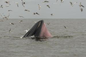 baleia de bryde, baleia de éden, comendo peixe no golfo da tailândia. foto