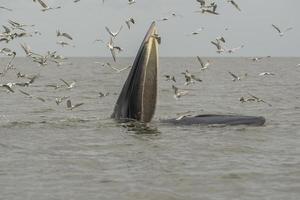 baleia de bryde, baleia de éden, comendo peixe no golfo da tailândia. foto