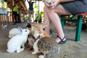 meninas alimentam coelhos no zoológico foto
