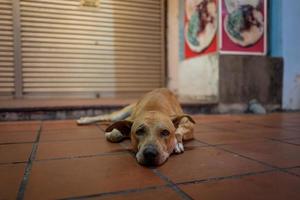um cachorro de rua em malaca na malásia foto