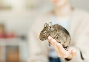 jovem menina jogando com pequeno animal degu esquilo. foto