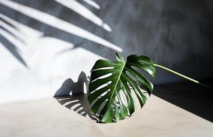 ai generativo. monstera folha em uma cinzento parede fundo. a sombra do uma folha cai em a muro. foto