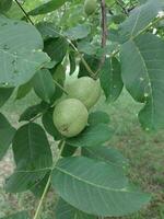 noz frutas crescer em uma árvore dentro verão foto