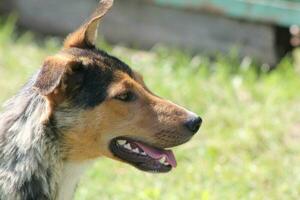 pacote do selvagem cachorros em a rua dentro a Vila foto